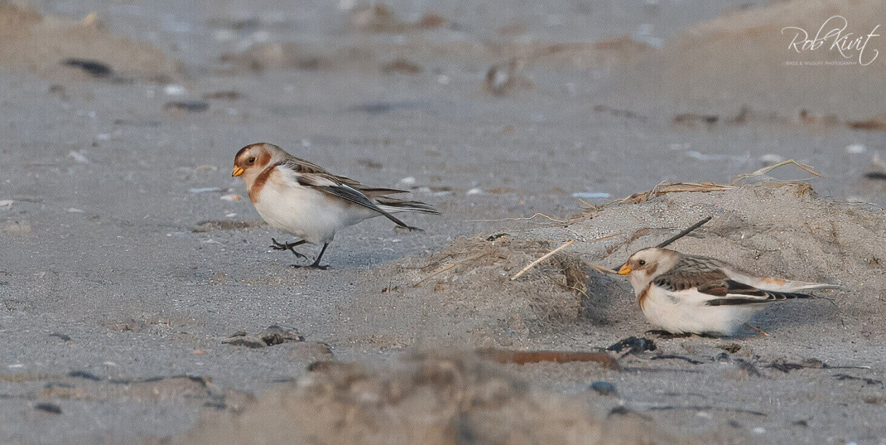 Dynamic Content Image